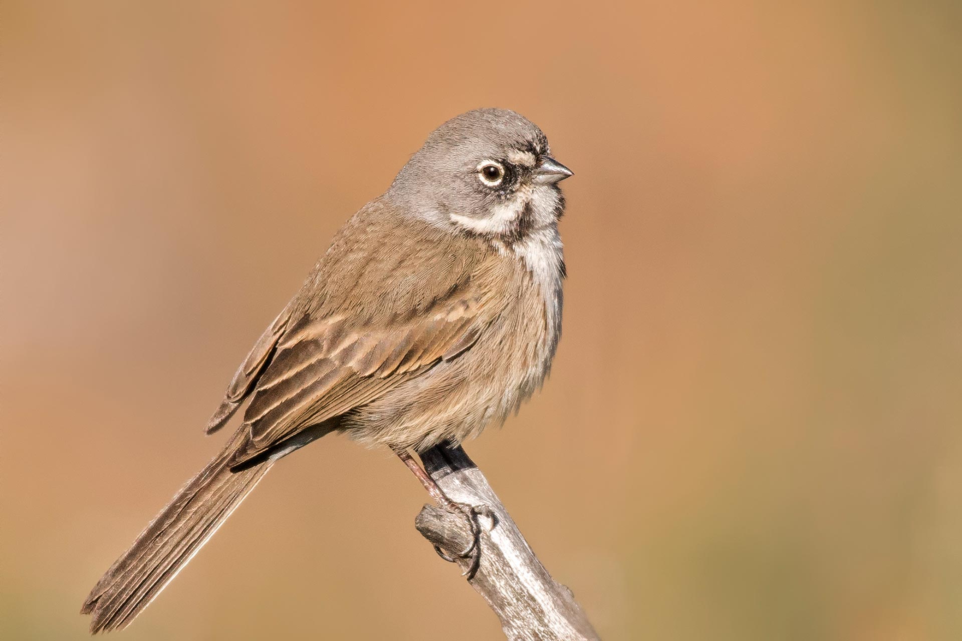 New Mexico Bosque del Apache Bird Treks