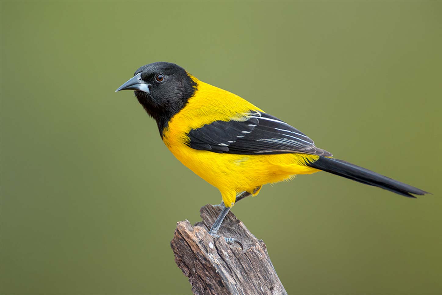 Birding Tours in North America - From Bird Treks - Let's Go Bird!